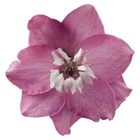 Magic Fountains Lilac Pink White Bee