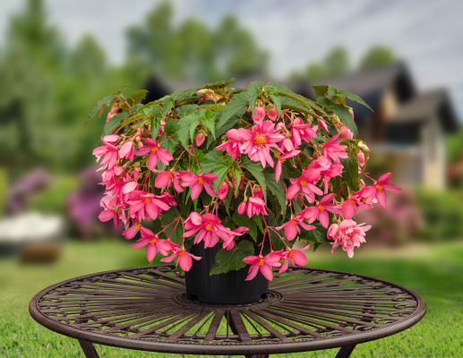 Begonia x hybrida F₁ Funky® Pink | Benary