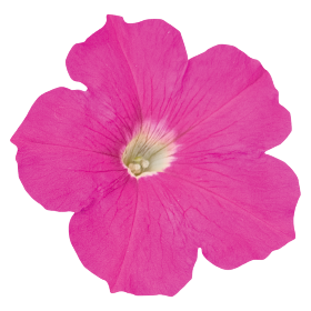 Petunia x hybrida F₁ SUCCESS!® TR | Benary