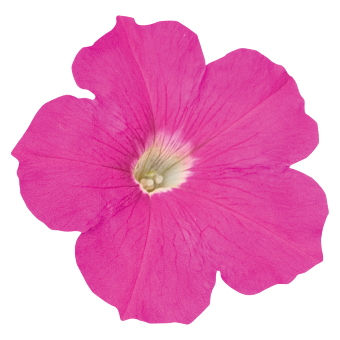 
                        Petunia
             
                        x hybrida F₁
             
                        SUCCESS!® TR
             
                        Pink
            