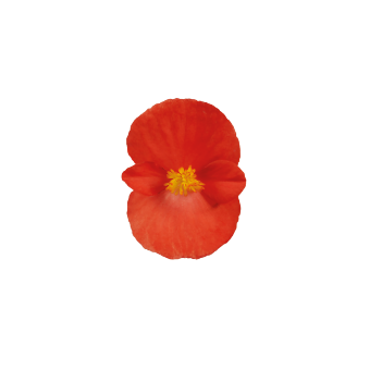 
                        Begonia
             
                        semperflorens F₁
             
                        Super Cool
             
                        Red
            