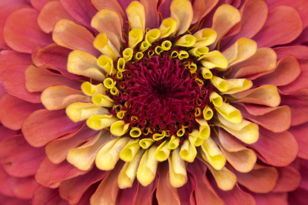 
                        Zinnia
             
                        elegans
             
                        Zinnita
             
                        Rose
            