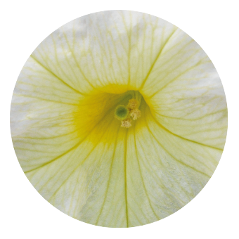 
                        Petunia
             
                        x hybrida grandiflora F₁
             
                        SUCCESS! 360°
             
                        Light Yellow
            