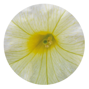 Petunia
x hybrida grandiflora F₁
SUCCESS! 360°
Light Yellow