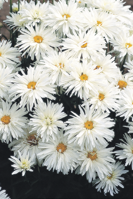 
                        Leucanthemum
             
                        x superbum
             
                        Crazy Daisy
            