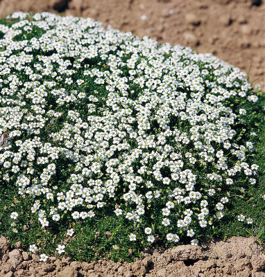 
                        Sagina
             
                        subulata
             