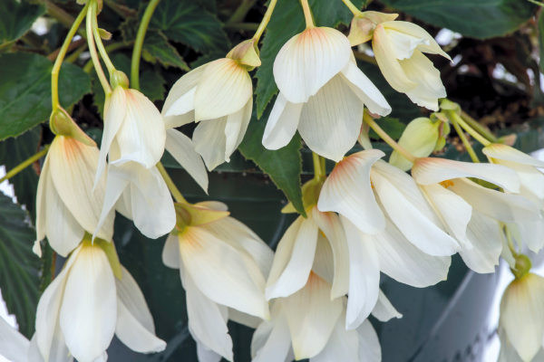 
                        Begonia
             
                        boliviensis F₁
             
                        Groovy
             
                        White
            