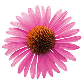   Primadonna® Deep Rose
