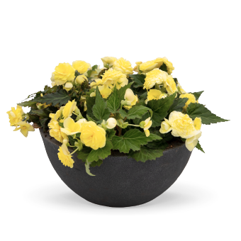 Begonia tuberhybrida F₁ Nonstop® Lemon | Benary