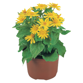 Melampodium paludosum Derby® 