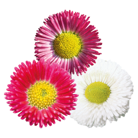 Bellis perennis Speedstar® Plus 