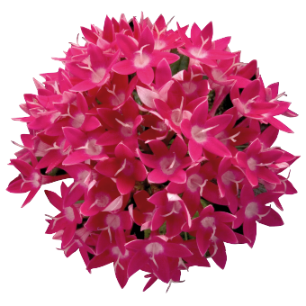 
                        Pentas
             
                        lanceolata F₁
             
                        Kaleidoscope
             
                        Deep Rose
            