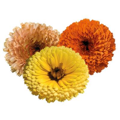 
                        Calendula
             
                        officinalis
             
                        Touch of Red
             
                        Mix
            