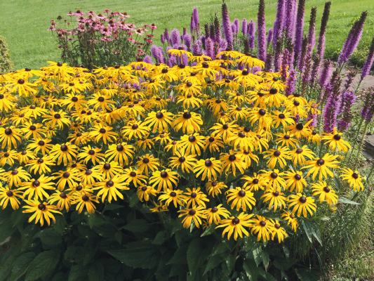 
                        Rudbeckia
             
                        fulgida
             
                        Goldsturm
            