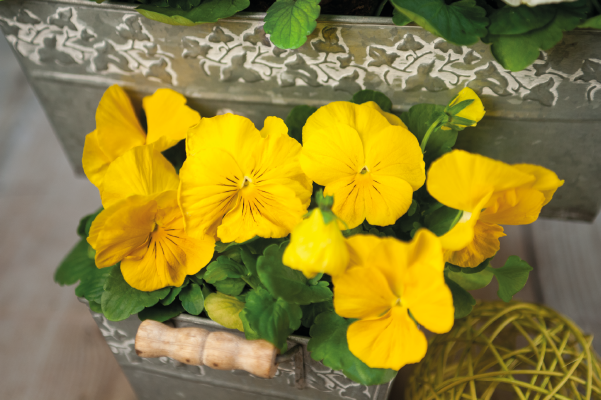 
                        Viola
             
                        wittrockiana F₁
             
                        Inspire® DeluXXe®
             
                        Yellow
            