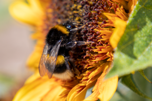 
                        Helianthus
             
                        annuus
             
                        Musicbox
            