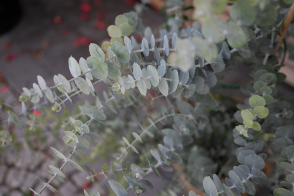 
                        Eucalyptus
             
                        pulverulenta
             
                        Baby Blue Bouquet
            