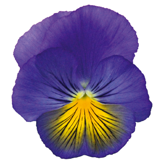 
                        Viola
             
                        wittrockiana F₁
             
                        Cats® Plus
             
                        Blue & Yellow
            