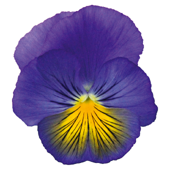 Viola wittrockiana F₁ Cats® Plus Blue & Yellow | Benary