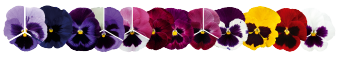 
                        Viola
             
                        wittrockiana F₁
             
                        Inspire® DeluXXe®
             
                        Blotch Mix
            