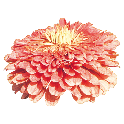 
                        Zinnia
             
                        elegans
             
                        Benary's Giant
             
                        Salmon Rose
            