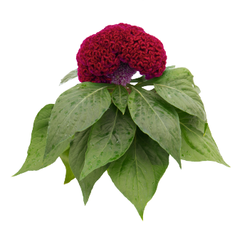 
                        Celosia
             
                        cristata
             
                        Brainiac
             
                        Mad Magenta
            