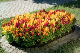 Celosia plumosa Fresh Look