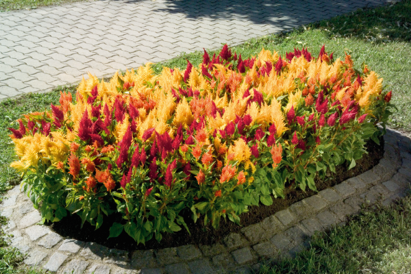 
                        Celosia
             
                        plumosa
             
                        Fresh Look
             
                        Mix
            