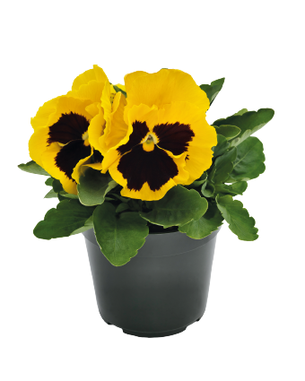 
                        Viola
             
                        wittrockiana F₁
             
                        Inspire® DeluXXe
             
                        Yellow Blotch
            