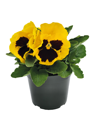 
                        Viola
             
                        wittrockiana F₁
             
                        Inspire® DeluXXe®
             
                        Yellow Blotch
            