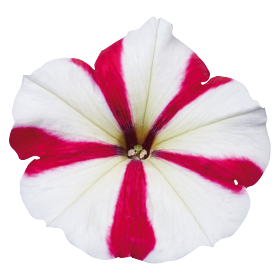   Celebrity Rose Star