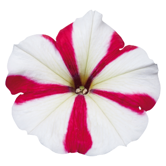 
                        Petunia
             
                        x hybrida multiflora F₁
             
                        Celebrity
             
                        Rose Star
            