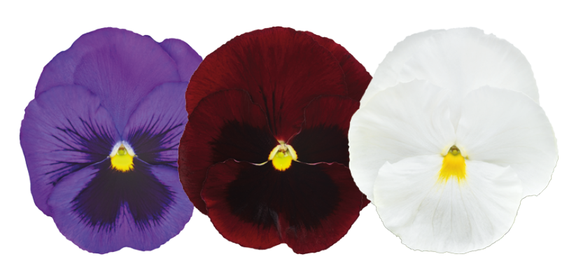 Viola
wittrockiana F₁
Inspire® DeluXXe
Old Glory Mix