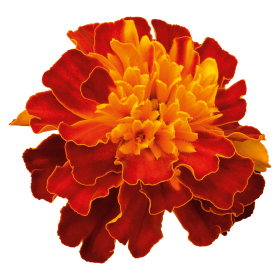   Super Hero Harmony