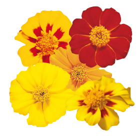 Tagetes patula Disco Mix