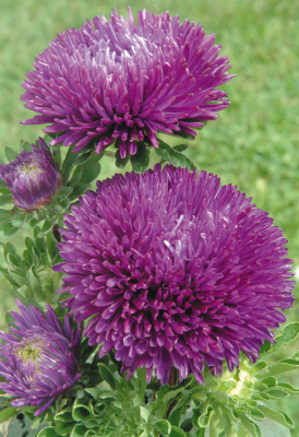 Callistephus chinensis Gala Purple | Benary