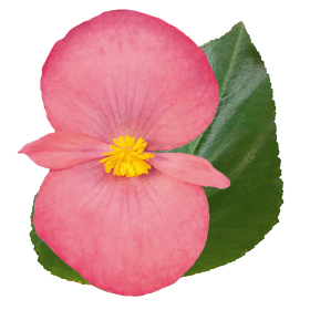 Begonia x benariensis F₁ BIG® DeluXXe® Rose Green Leaf
