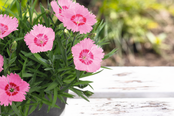 
                        Dianthus
             
                        gratianopolitanus
             
                        RoseQuartz
            