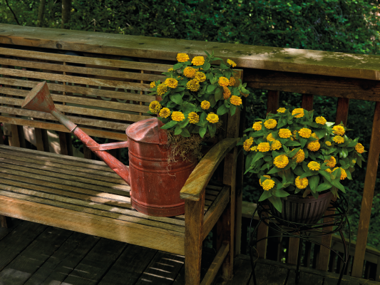 Zinnia
             
                        elegans
             
                        Zinnita
             
                        Yellow