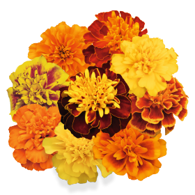 Super Hero™ Maxi Mix