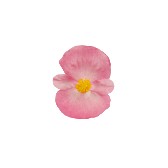 
                        Begonia
             
                        semperflorens F₁
             
                        Super Cool
             
                        Pink
            