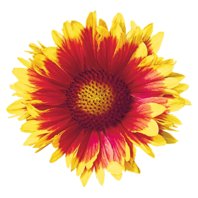 Gaillardia x grandiflora Arizona Sun