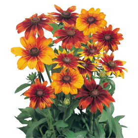Rudbeckia hirta Autumn Colors 