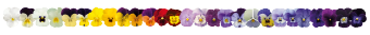 
                        Viola
             
                        cornuta F₁
             
                        Admire®
             
                        Marina
            