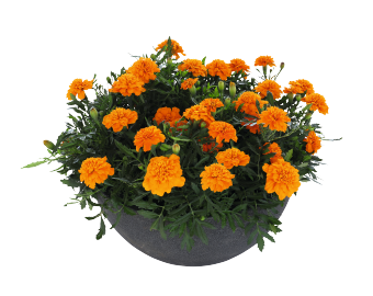 
                        Tagetes
             
                        patula
             
                        Super Hero™
             
                        Deep Orange
            