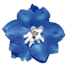 Benary's Pacific Blue Bird