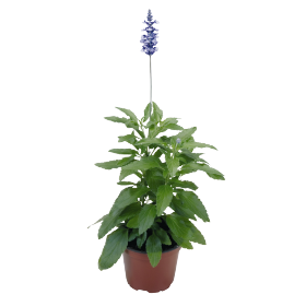 Salvia farinacea Fairy Queen 