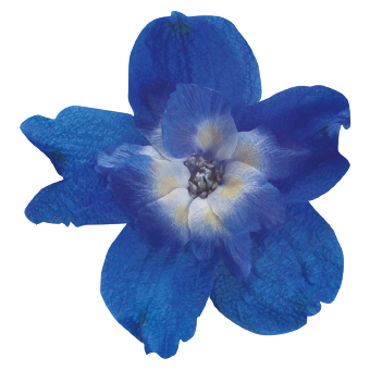 
                        Delphinium
             
                        grandiflorum
             
                        Summer
             
                        Cloud
            