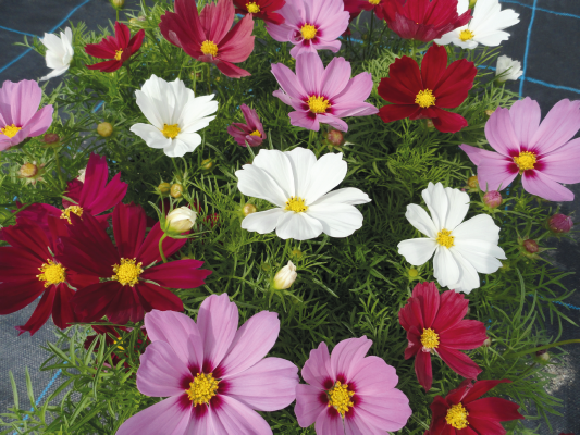 Cosmos bipinnatus Casanova Mix | Benary