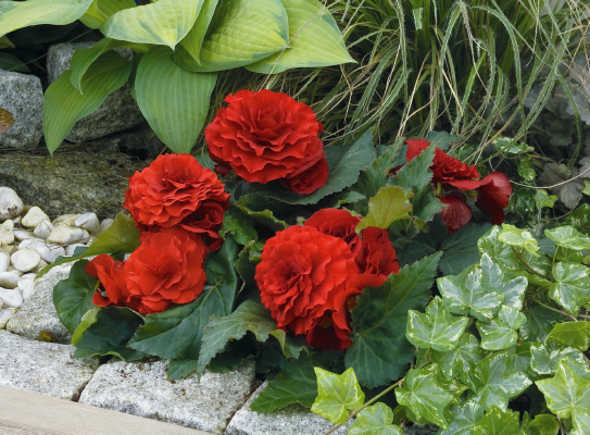 Begonia
tuberhybrida F₁
Primary
Deep Red
